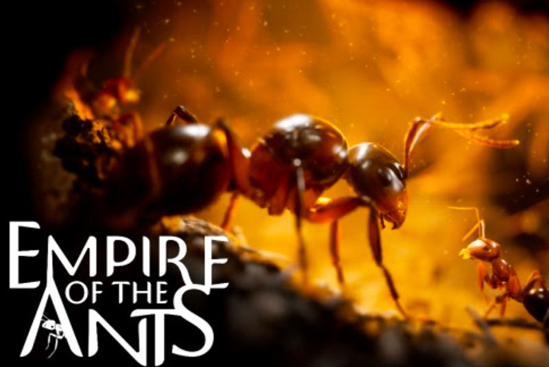 Read more about the article This gorgeous-looking game lets you control a colony of photorealistic ants